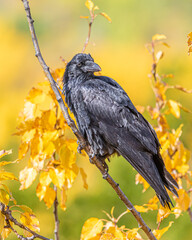 Wild raven seen in fall, autumn in northern Canada. Yellow background with black bird. 