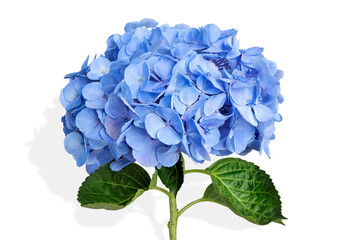 Fototapeta premium Closeup of Beautiful soft blue hydrangea,(Hydrangea macrophylla) or Hortensia flower.clipping path.