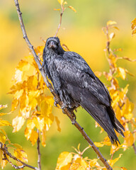 Smart, black raven seen in wild with fall yellow and orange background in northern Canada. 