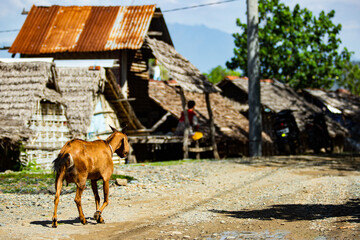 Plakat goats are walking along the road.