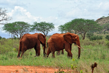A picture of some elephants