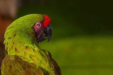2021-11-14 A GREEN MACAW WITH A RED TUFF AND DISTINCT EYE FACING TO THE RIGHT WITH A BLURRY GREEN BACKGROUND