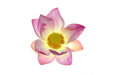 Close up of blooming waterlily or lotus flower isolated on white background.