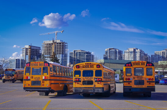 A row of orange school buses in a parking lot on a sunny day