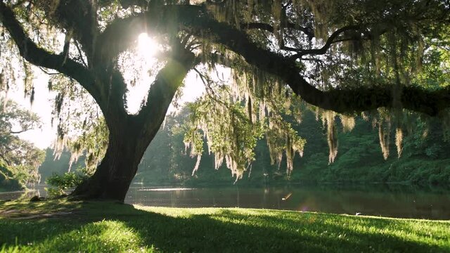 Sunrise Silhouette Of A Live Oak Tree With Spanish Moss On The Branches At Middleton Place In Charleston, South Carolina.