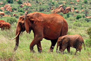 A picture of some elephants