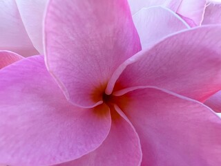 Fototapeta na wymiar Close up pink violet petals plumeria flowers texture background 