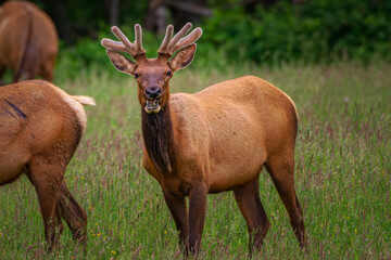 Naklejka na ściany i meble 2021-11-14 A YOUNG ROOSEVELY ELK BULL WITH VELVET HORNS STANDING IN A LUSH FIELD IN NORTH BEND WASHINGTON.