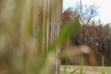 water drops on the grass