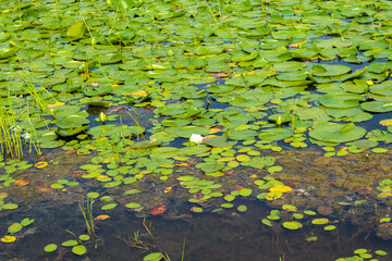 water lily pond