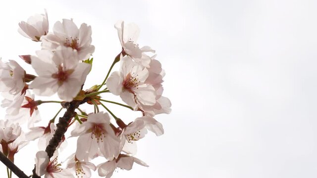 満開の桜の枝の写真