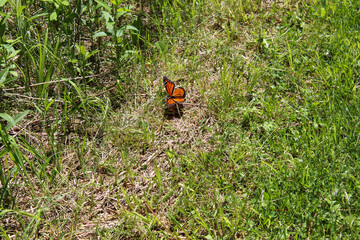 butterfly on the grass