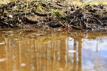 reeds in the lake