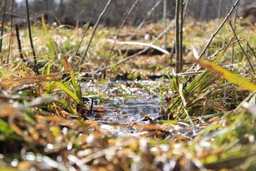 grass on the ground