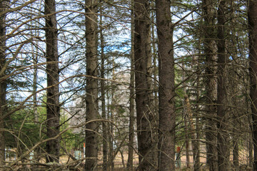 Obraz premium trees in the forest