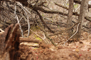 stump