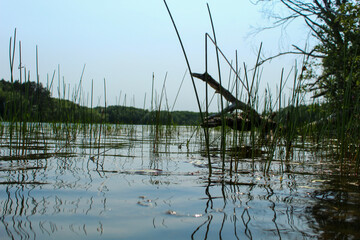 reflection of trees in the water
