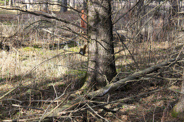 tree in the woods