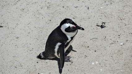African penguin close-up. A bird stands on the sand of Boulders Beach. You can see the shiny black and white plumage, paws, tail, beak. Cape Town. South Africa