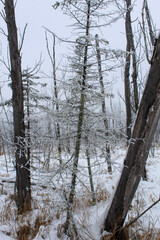 Fototapeta premium forest in winter