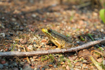 On the ground is a frog