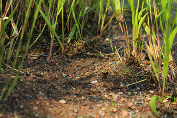 ants on the grass