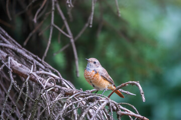 The common redstart female, Phoenicurus phoenicurus, is photographed in close-up sitting on a branch against a blurred background.