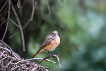 The common redstart female, Phoenicurus phoenicurus, is photographed in close-up sitting on a branch against a blurred background.