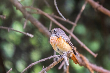 The common redstart female, Phoenicurus phoenicurus, is photographed in close-up sitting on a branch against a blurred background.