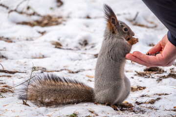 Squirrel eats nuts from a man's hand. Caring for animals in winter or autumn.