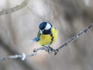 Fototapeta premium Cute bird Great tit, songbird sitting on a branch without leaves in the autumn or winter.