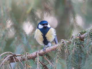 Cute bird Great tit, songbird sitting on the fir branch