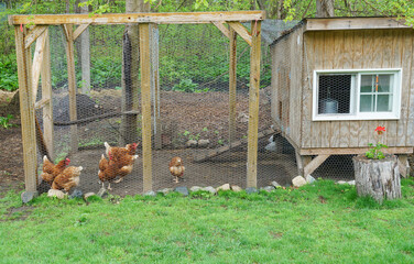 close up on chicken in side coop in back yard  © nd700