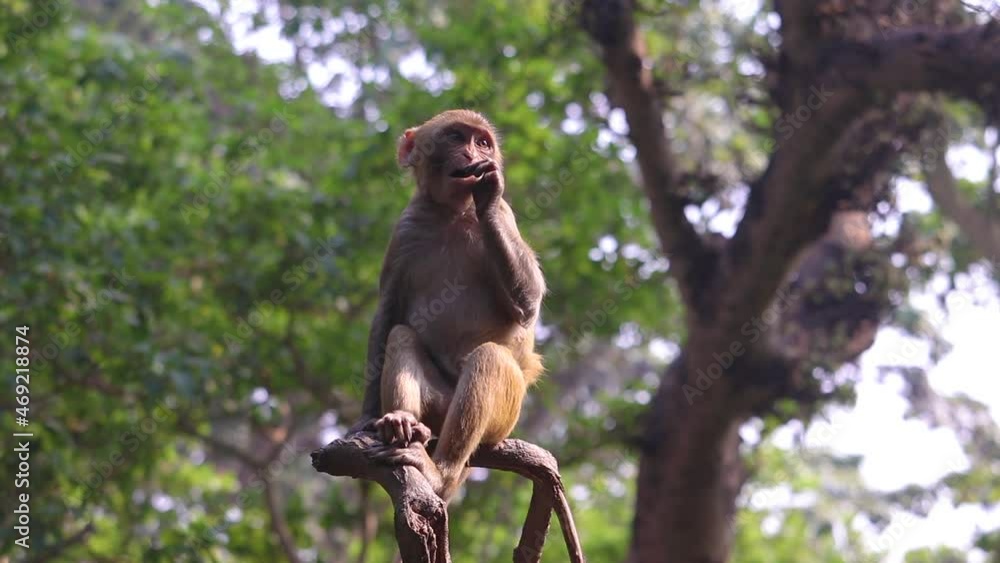 Poster Portrait of a cute monkey sitting on the branch of a tree. Beautiful morning in the forest with few other monkey climbing a tree in the background.