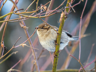 Sparrow sits on a branch without leaves.