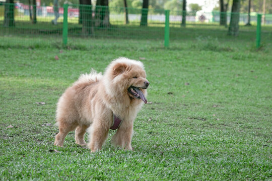 Chow Chow dog standing on green grass. Copy space.

