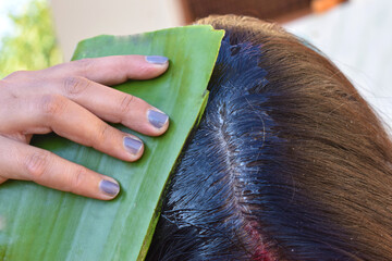 woman using aloe Vera leaf in hair closeup, Green Aloe Leaf using for Long and Healthy Hair