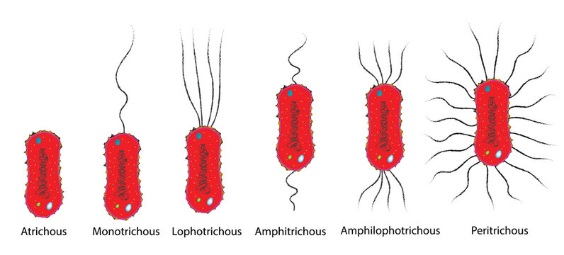 classification of bacterial flagella (flagellum classification)