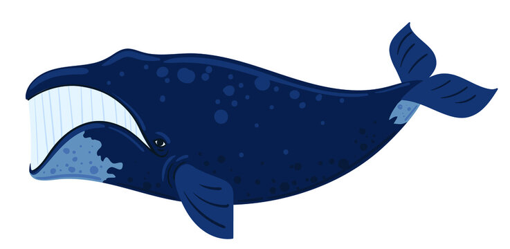 Cartoon whale bowhead, southern right whale, sperm hale. Underwater world, Marine life. Vector illustration of a whale. 