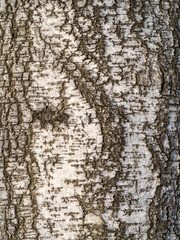 Obraz premium The texture of the birch bark.