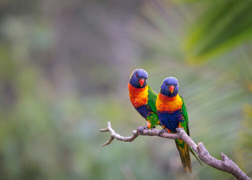 Rainbow Lorikeet Pair
