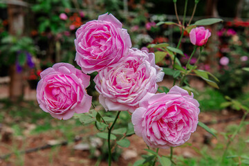 Madison Square Garden, Thailand, Beauty, Beauty In Nature, Blossom