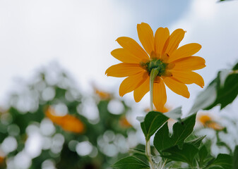 Tree Marigold, yellow flowers dissolved bokeh background