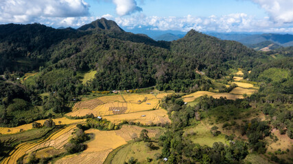 Fototapeta na wymiar Aerial view agriculture golden rice field terrace in harvest season, Rice plantation in mountain hill north of Thailand, Pattern nature background.