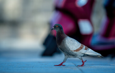 A dove walks beautifully on the road.