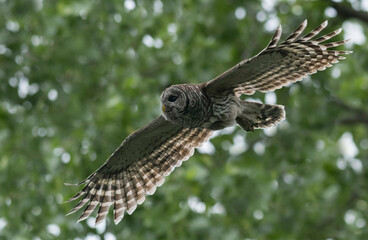 Magic Flight