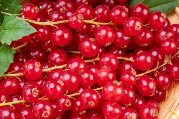 Close up shot of Red currant in bamboo basket on wooden background, Red currant berries with leaf on wooden table.