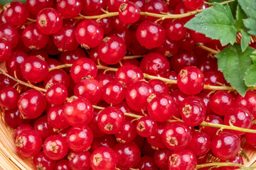 Close up shot of Red currant in bamboo basket on wooden background, Red currant berries with leaf on wooden table.