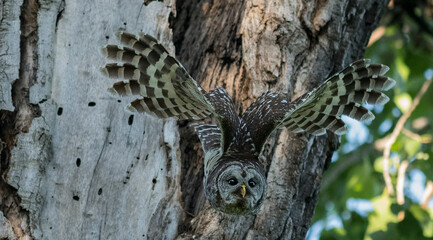 Fototapeta premium Gliding Marvel