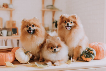 family of three small red furry spitz cute posing lying among pumpkins on a wooden surface. three dogs are sitting in the autumn kitchen. pet products. space for text. High quality photo